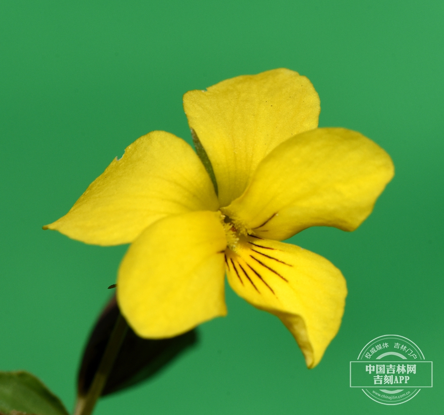 东方堇菜花（侧）.jpg