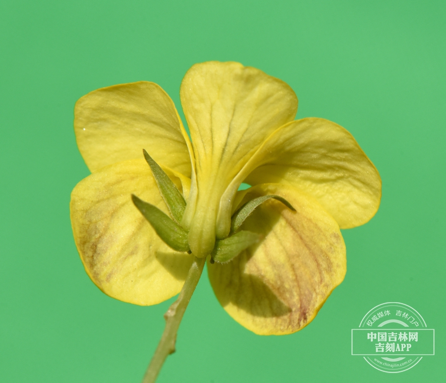 东方堇菜花（背）.jpg