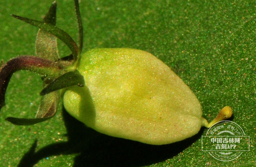 东方堇菜果实（黄绿色，侧）.jpg