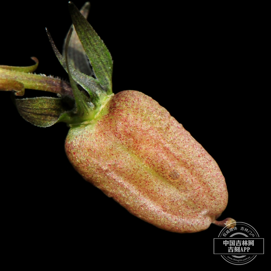 东方堇菜果实（褐色，侧）.jpg