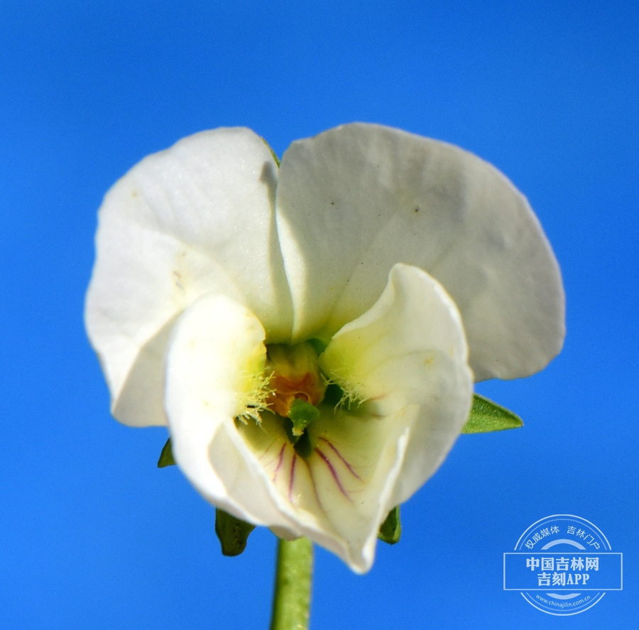 南山堇菜花.jpg