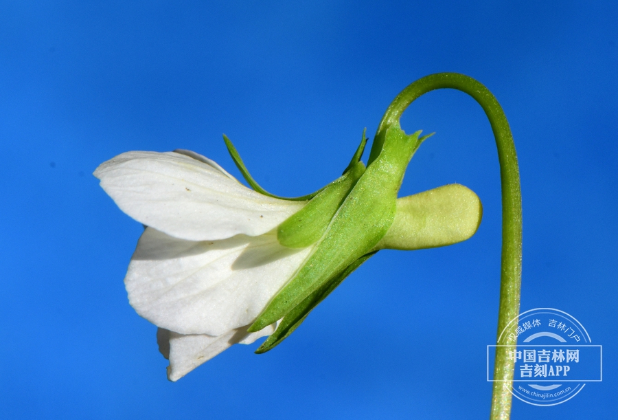 南山堇菜花（侧）.jpg