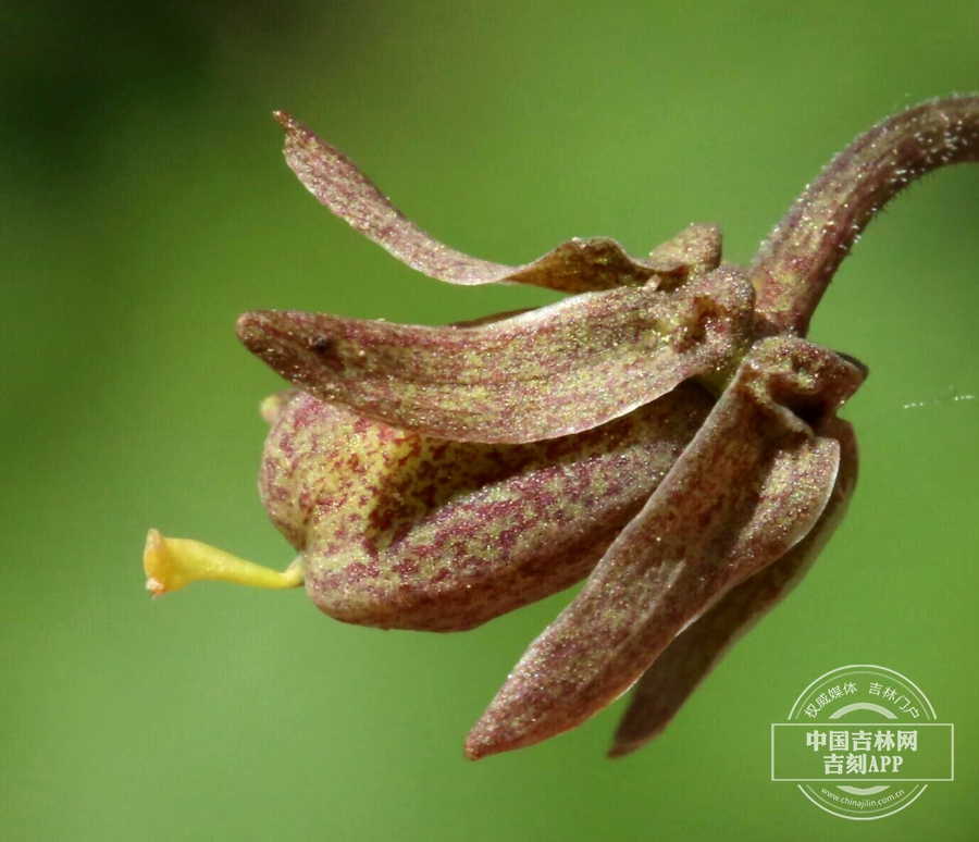 南山堇菜果实（前期）.jpg