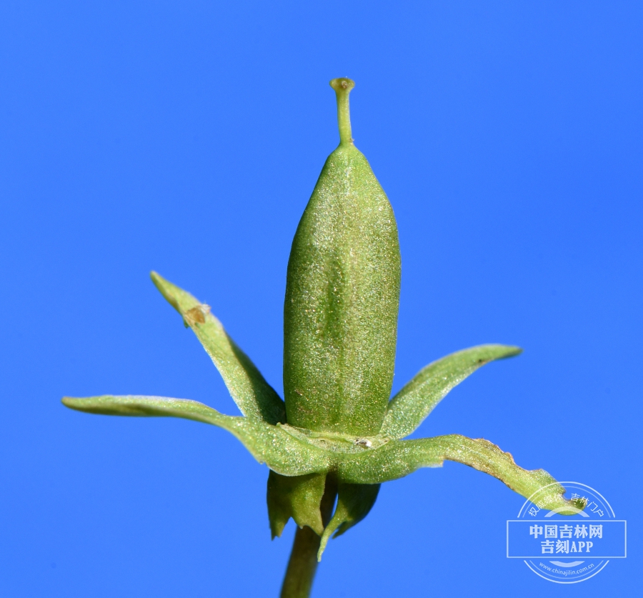 南山堇菜果实（后期）.JPG