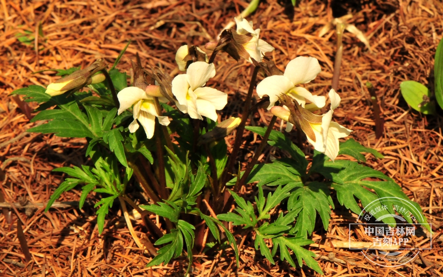 南山堇菜植株.jpg