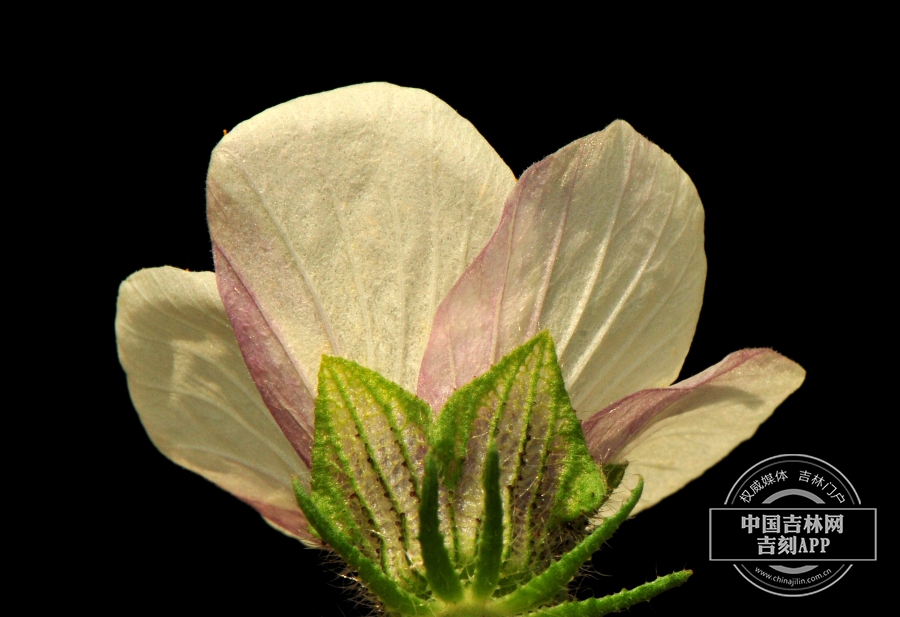 野西瓜苗花（背）.jpg