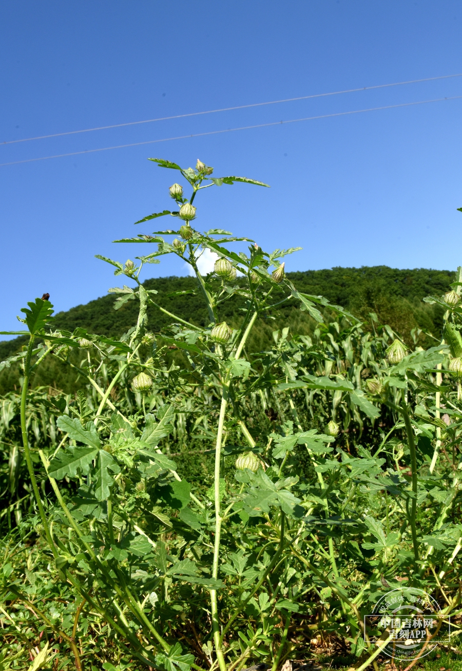 野西瓜苗植株.JPG