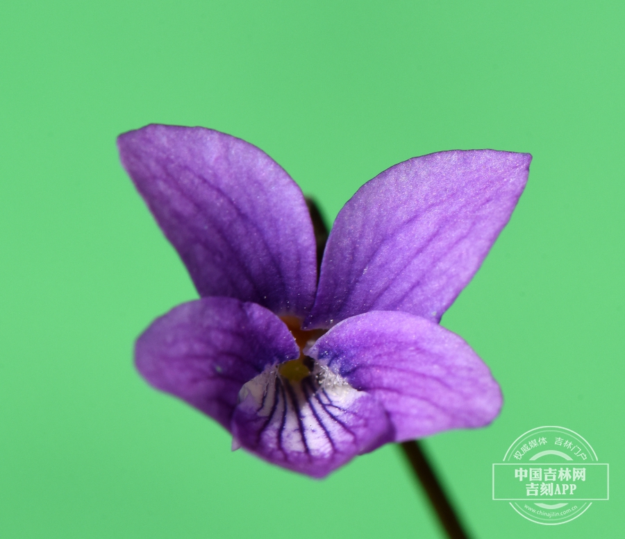 斑叶堇菜花.jpg