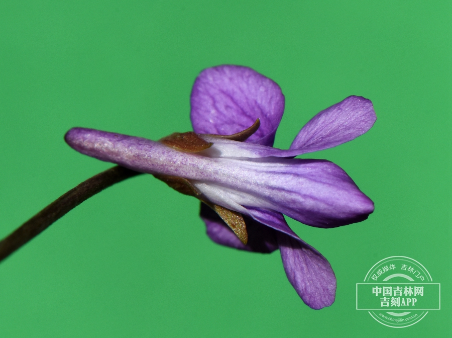 斑叶堇菜花（腹）.jpg