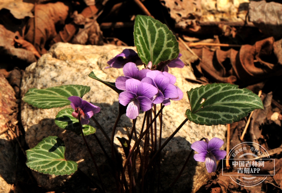 斑叶堇菜植株（花期）.jpg