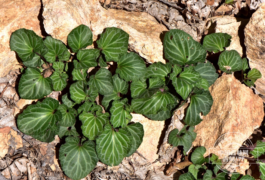 斑叶堇菜植株（果期）.JPG