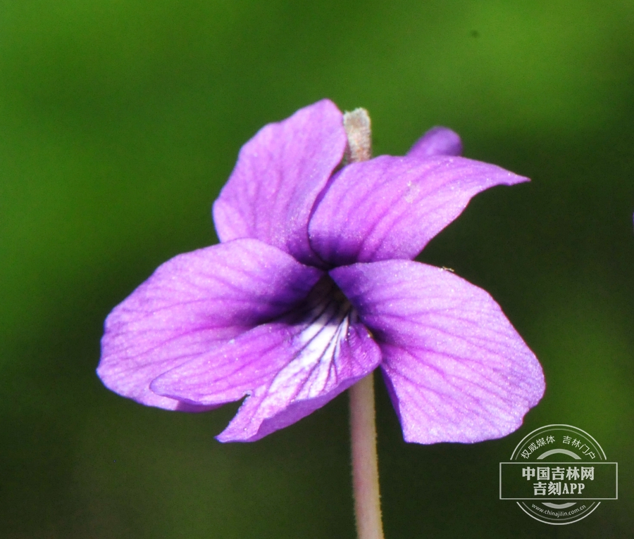 东北堇菜花.jpg