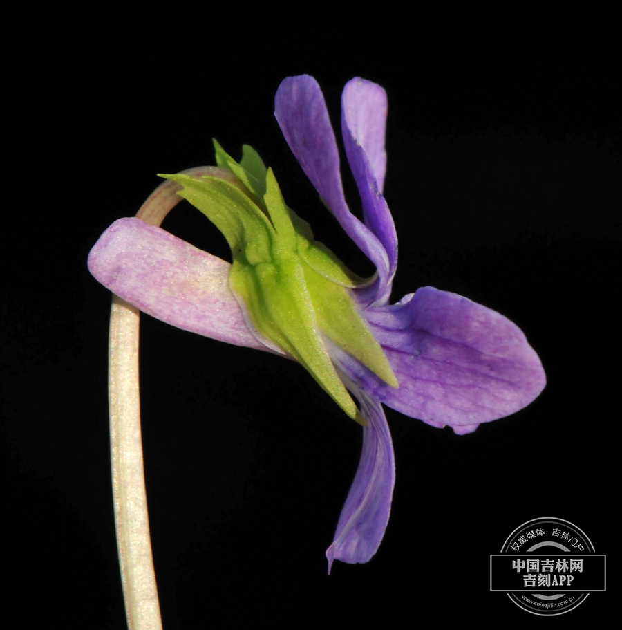 东北堇菜花（侧）.jpg