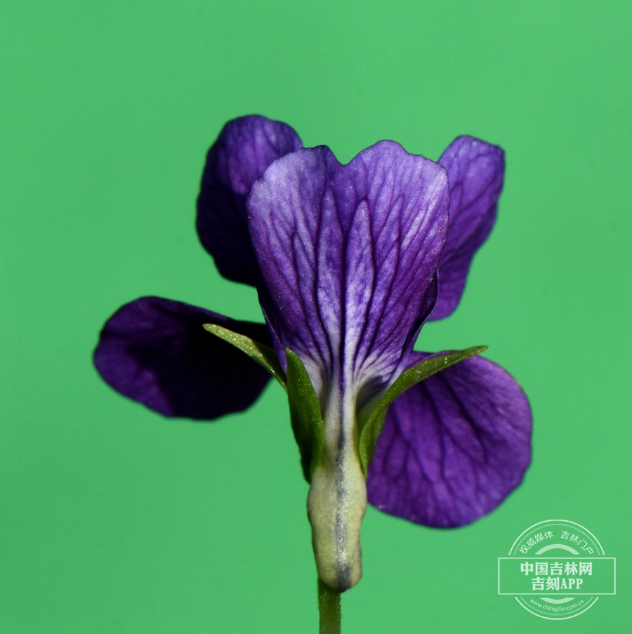 东北堇菜花（背）.JPG