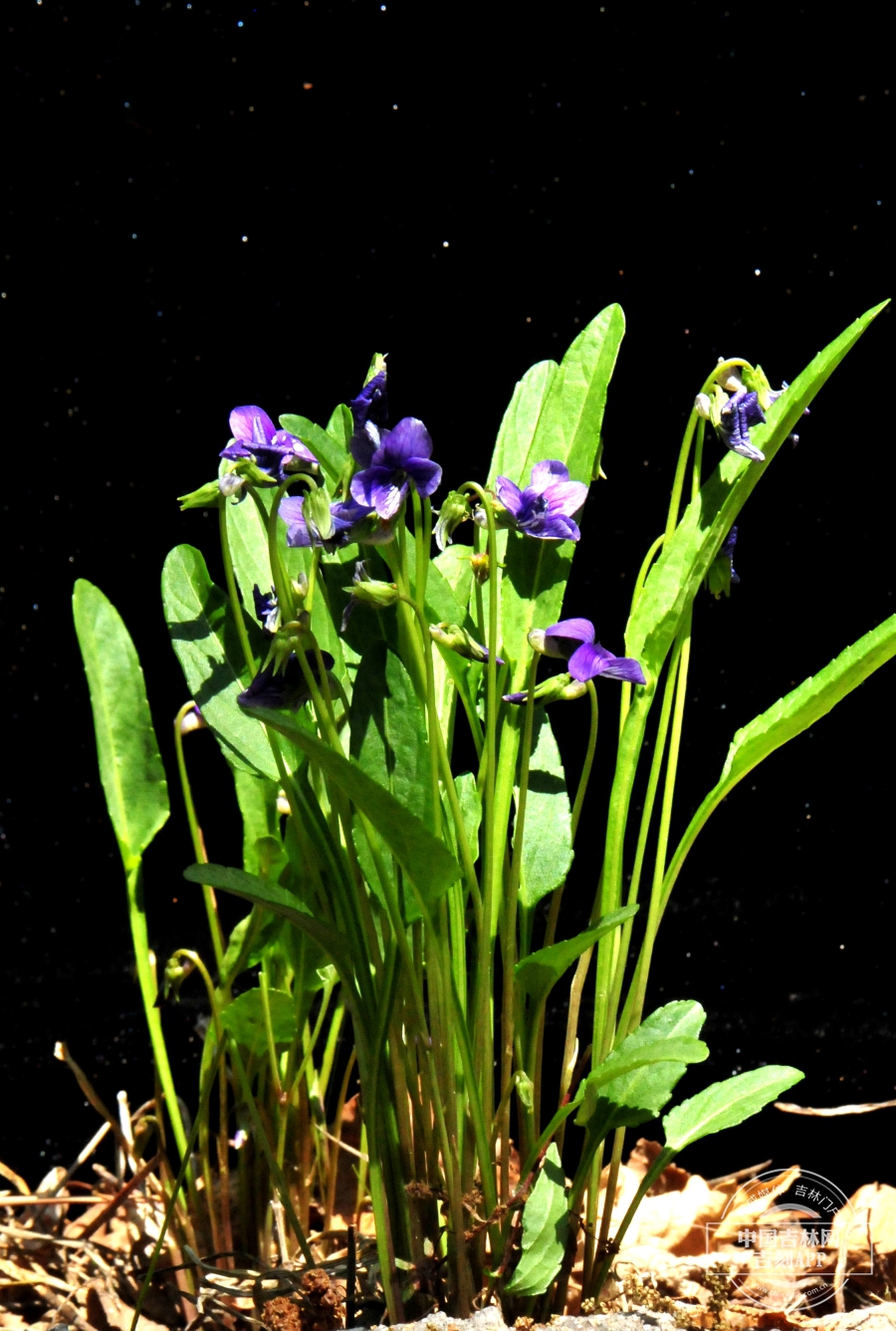 东北堇菜植株.jpg