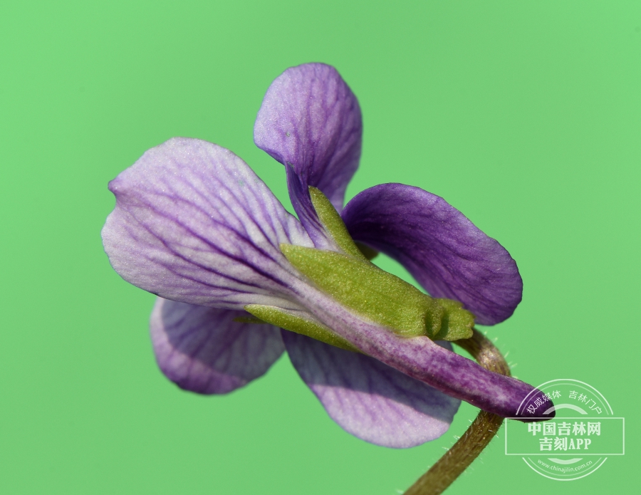 早开堇菜花（背）.JPG