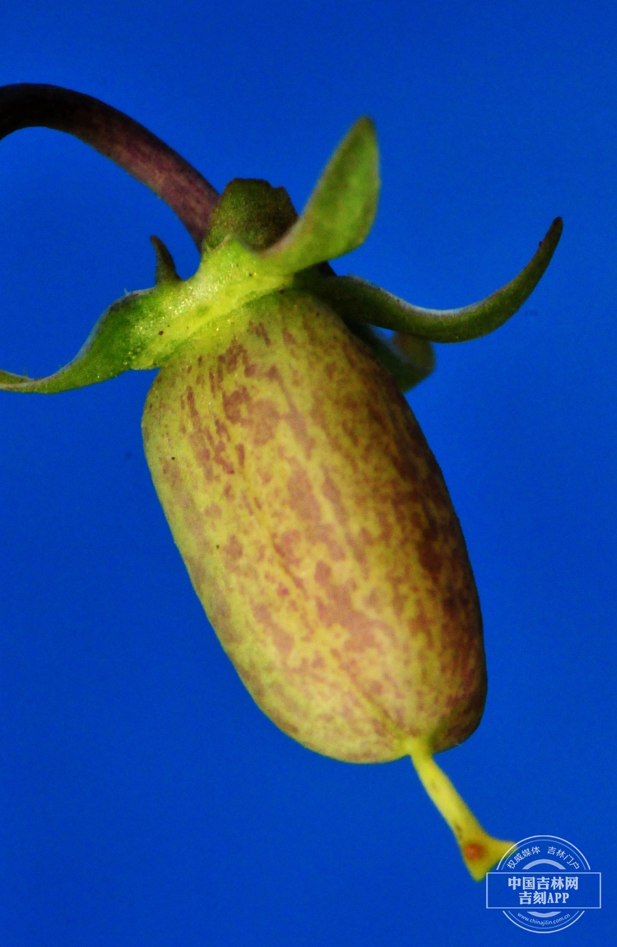 早开堇菜果实.jpg