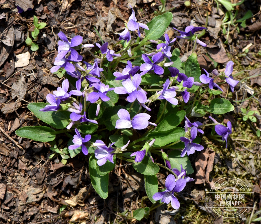 早开堇菜植株（花蓝色）.jpg