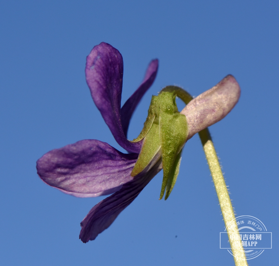 紫花地丁花（侧）.JPG