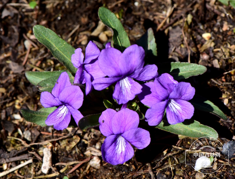 紫花地丁植株（花蓝紫色）.JPG