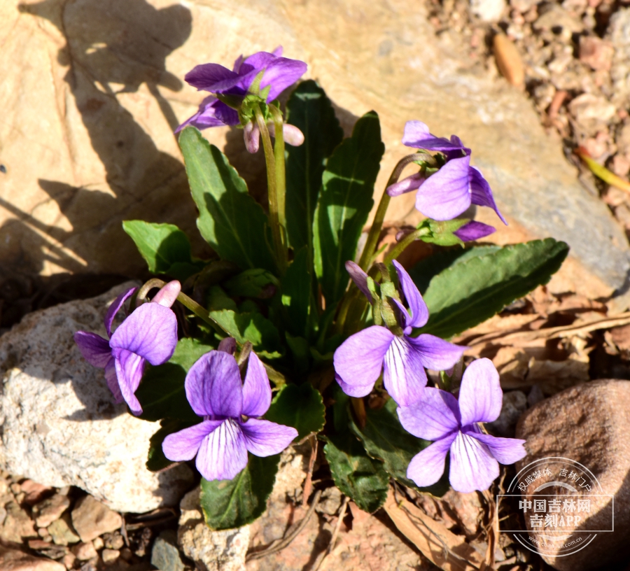 紫花地丁植株.jpg