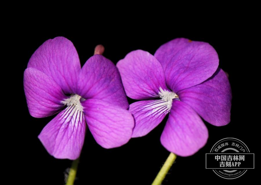 毛柄堇菜花.JPG