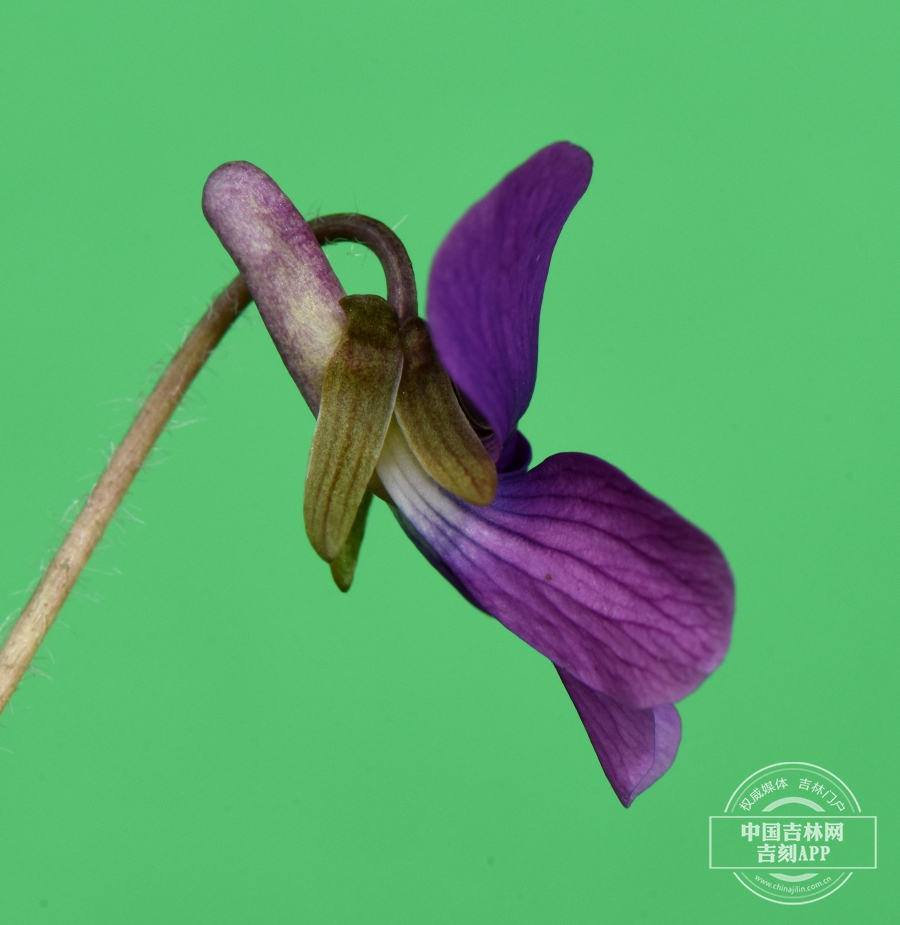 毛柄堇菜花（侧）.JPG