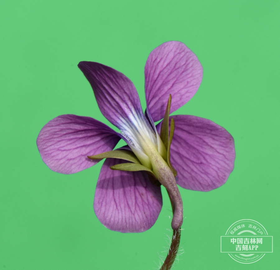 毛柄堇菜花（背）.JPG