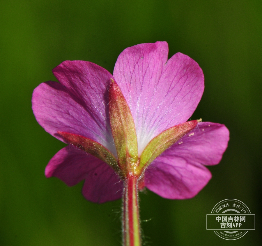 柳叶菜花（背）.jpg