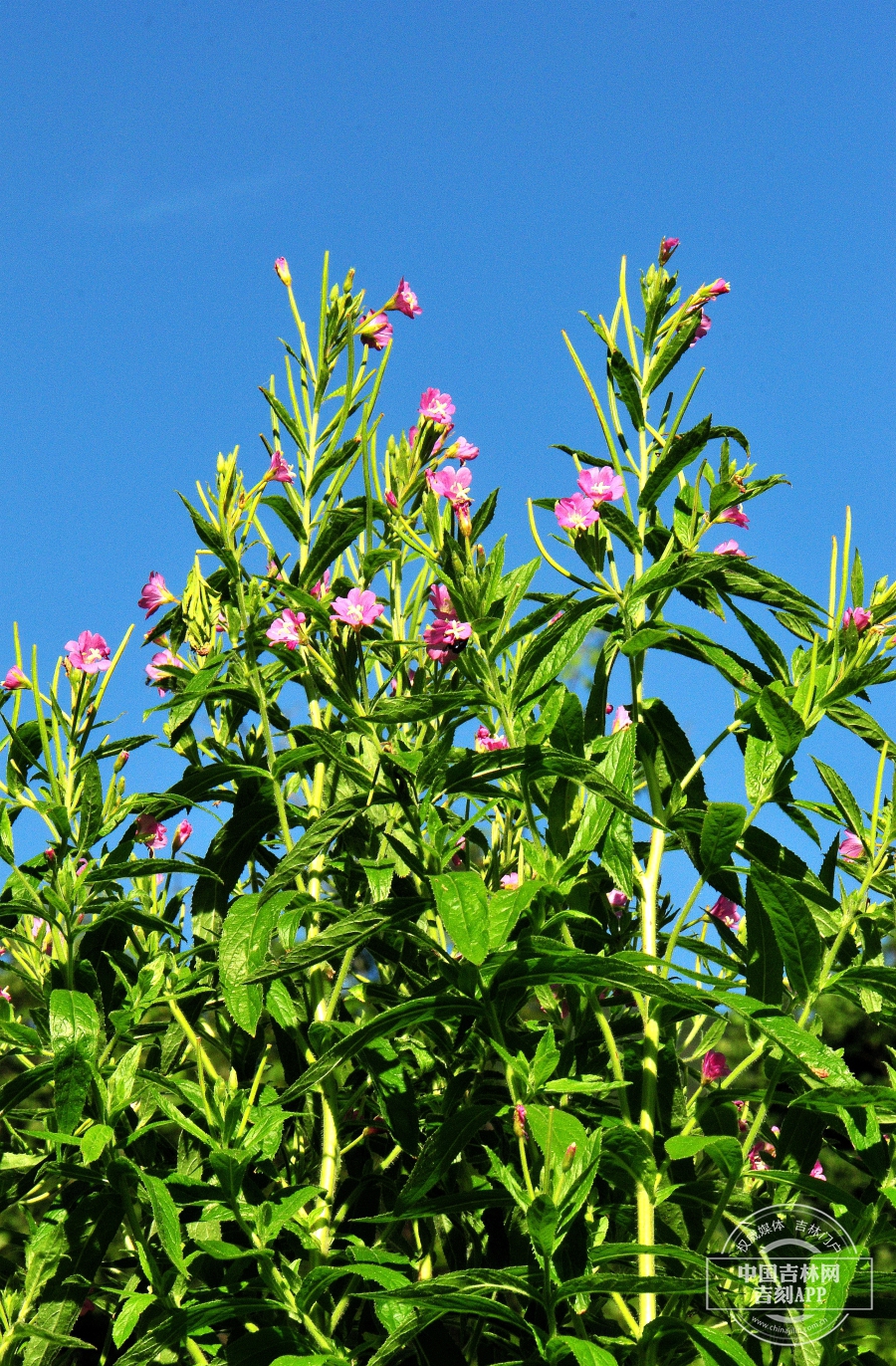 柳叶菜植株.jpg