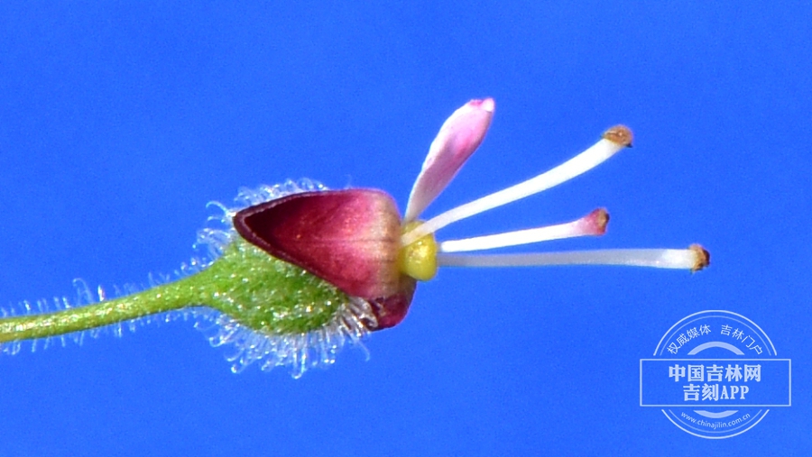 水珠草花（侧）.JPG