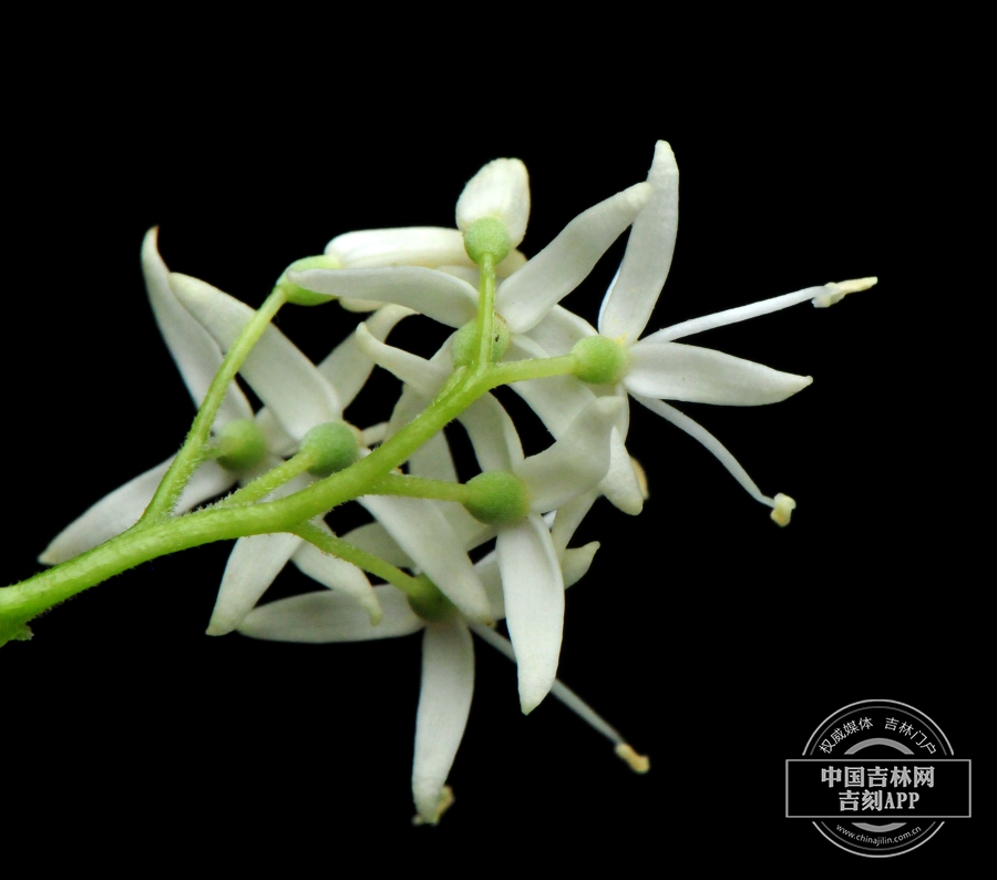 灯台树花（背）.jpg