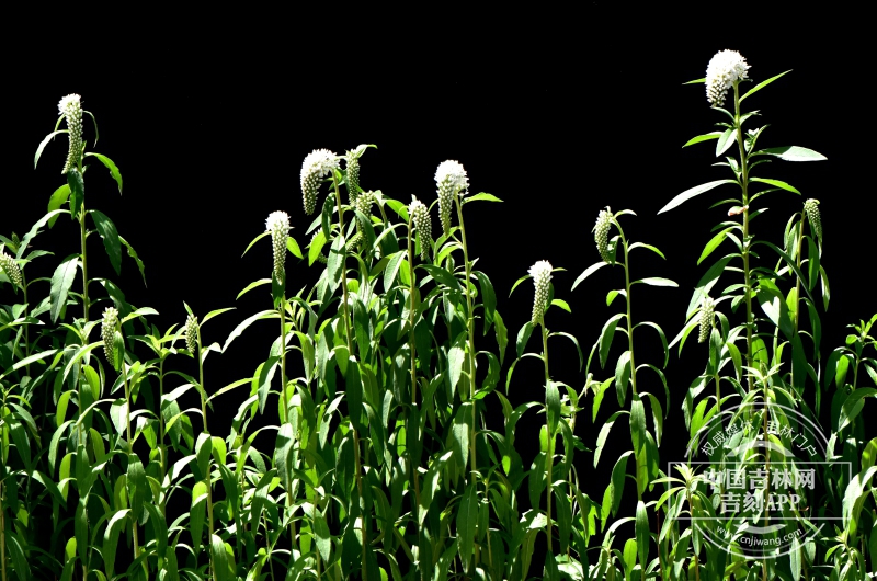 狼尾花植株.JPG