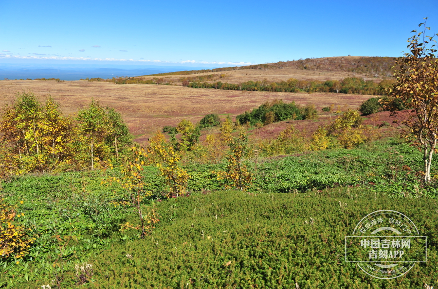 东北岩高兰群落.jpg