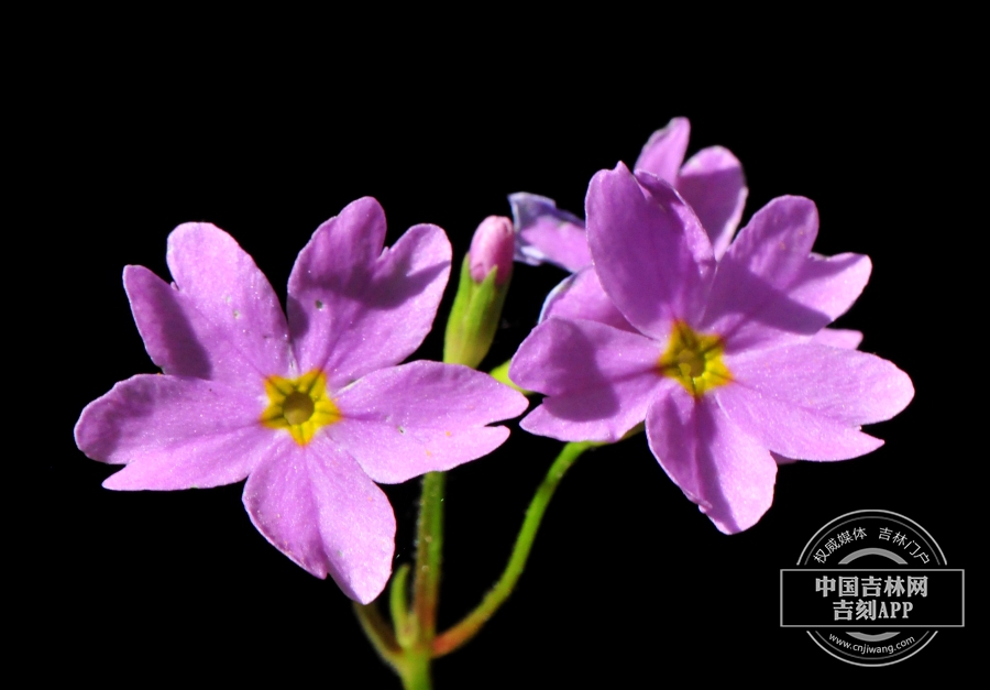 岩报春花.jpg 岩报春花.jpg