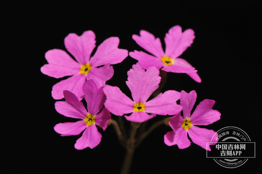 岩报春花序(粉红色).jpg 岩报春花序(粉红色).jpg