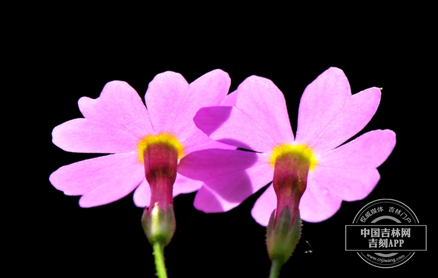 岩报春花(背).jpg 岩报春花(背).jpg