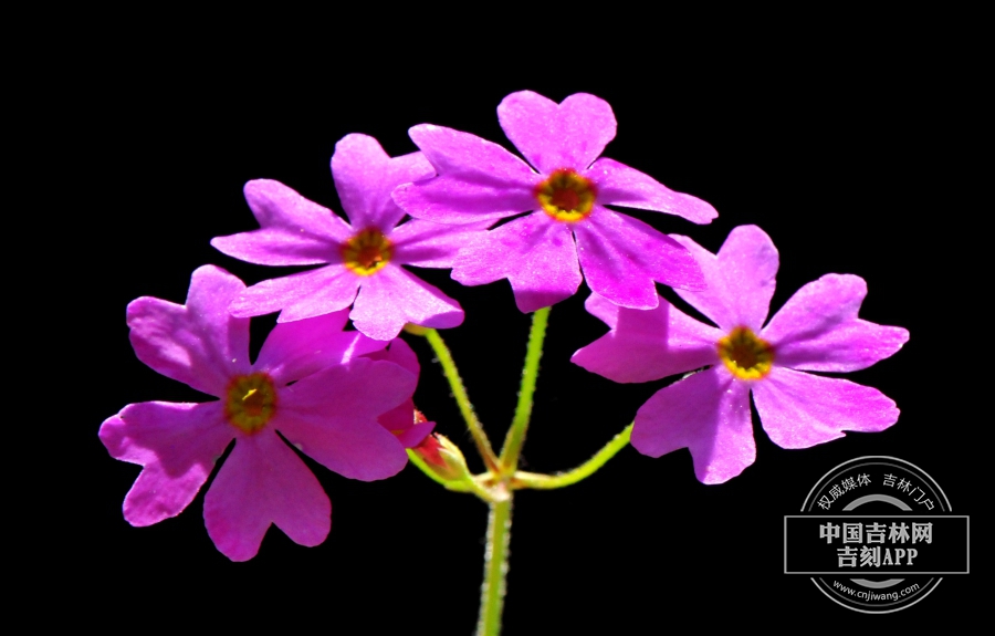 岩报春花序.jpg 岩报春花序.jpg