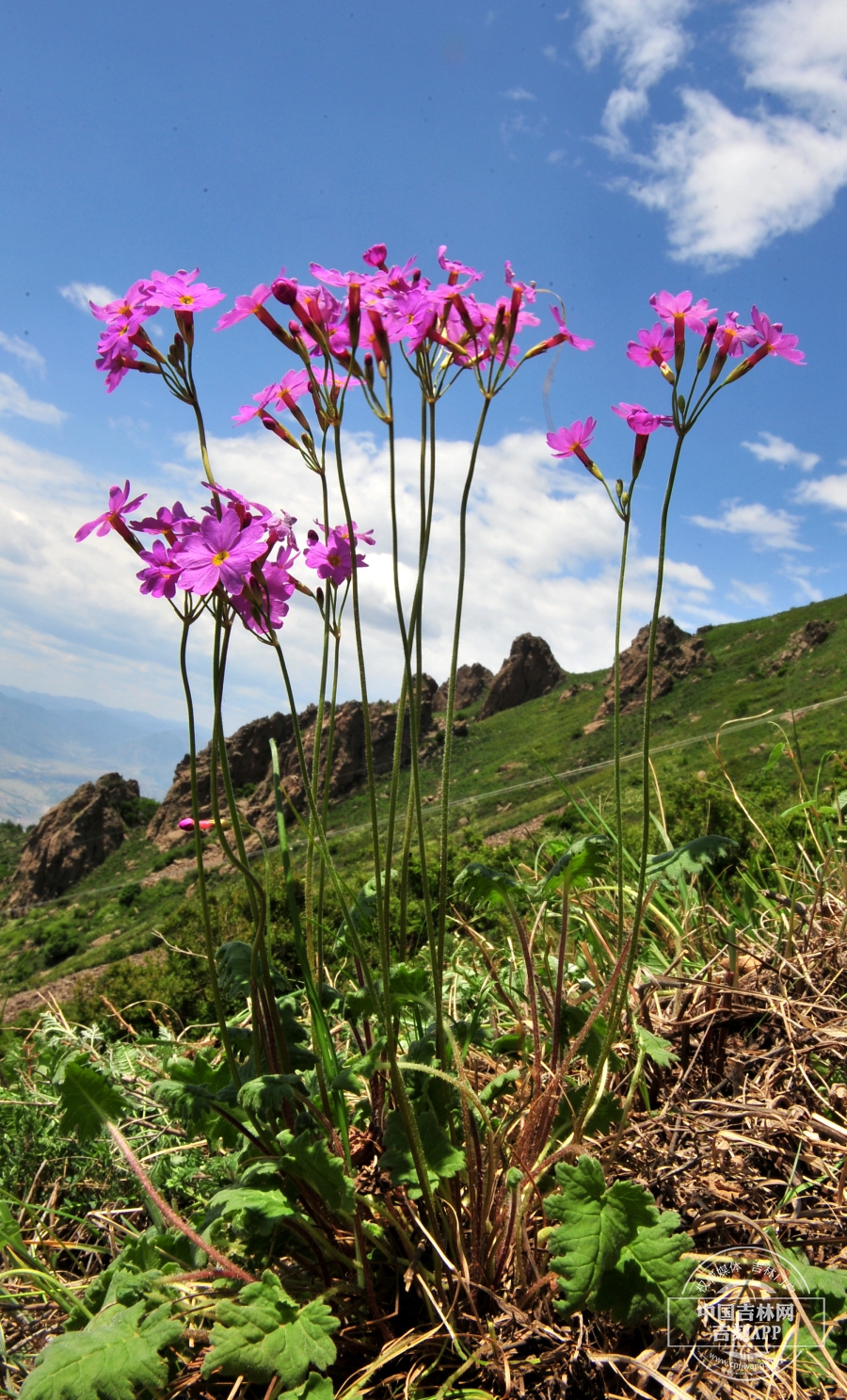 岩报春植株(高山草甸型).jpg 岩报春植株(高山草甸型).jpg