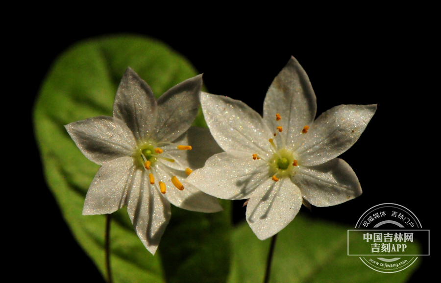 七瓣莲花（双花）.jpg