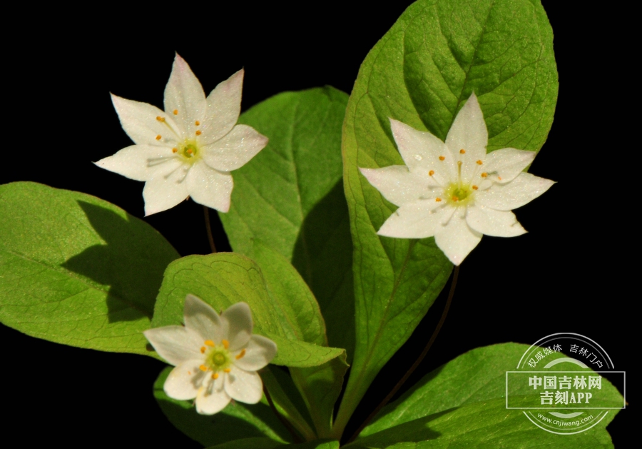 七瓣莲花（三花）.jpg