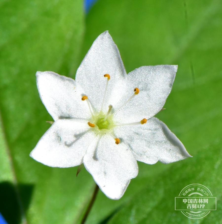 七瓣莲花（六瓣）.JPG