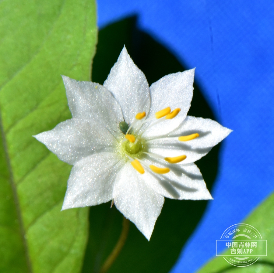七瓣莲花（八瓣）.JPG