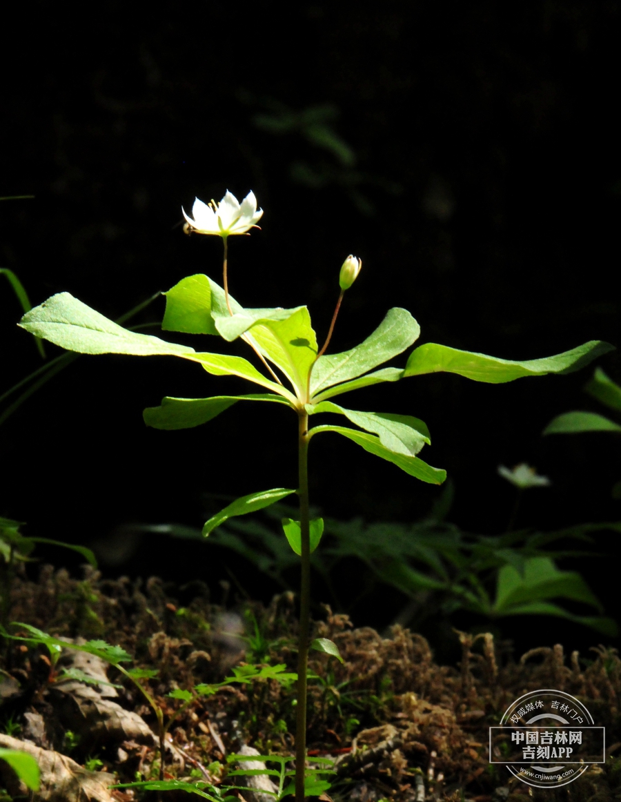 七瓣莲植株（花期）.jpg