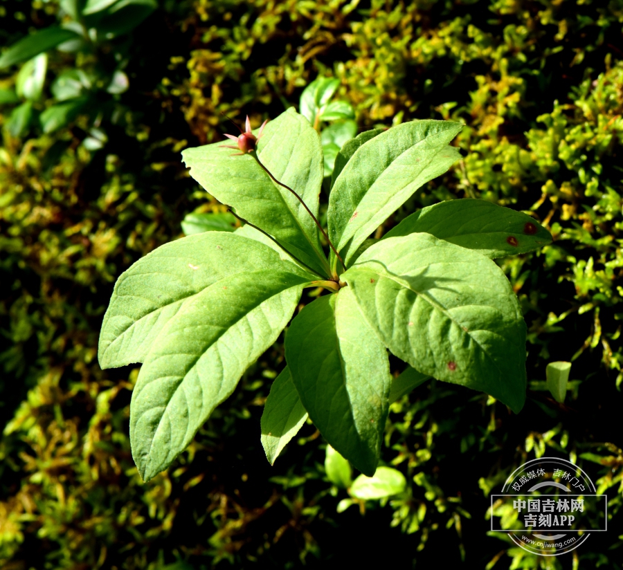 七瓣莲植株（果期）.jpg