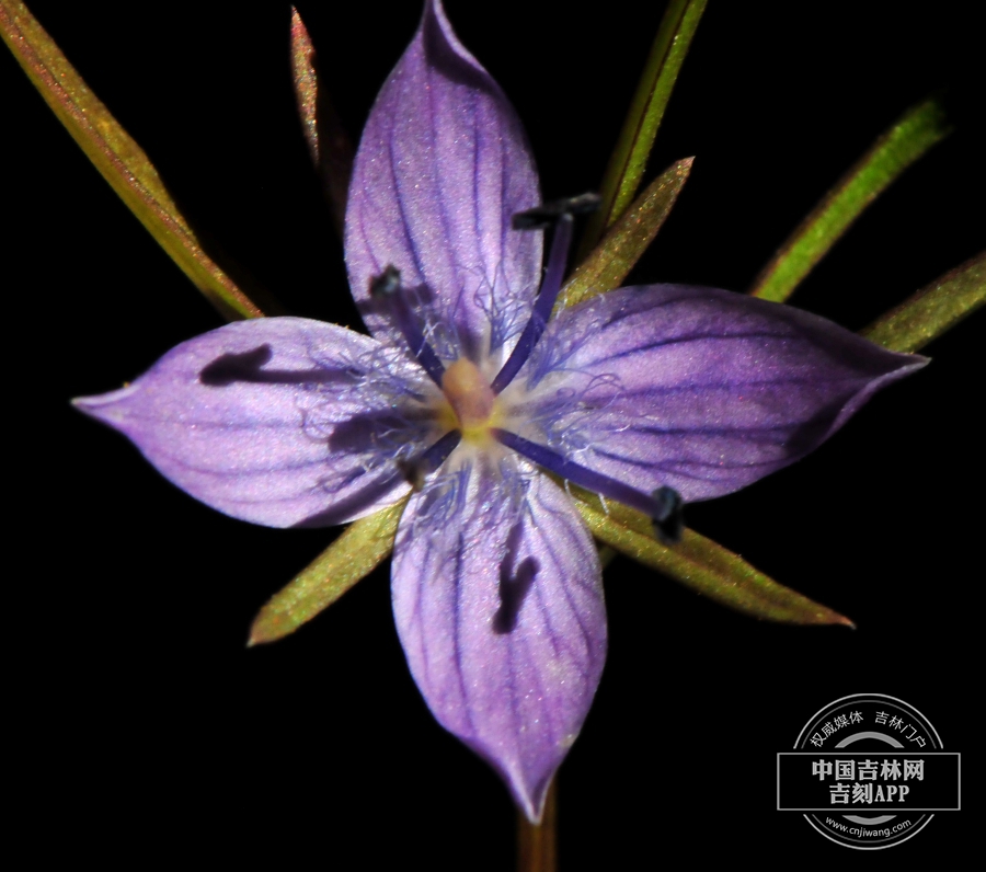 瘤毛獐牙菜花(4瓣).jpg 瘤毛獐牙菜花(4瓣).jpg