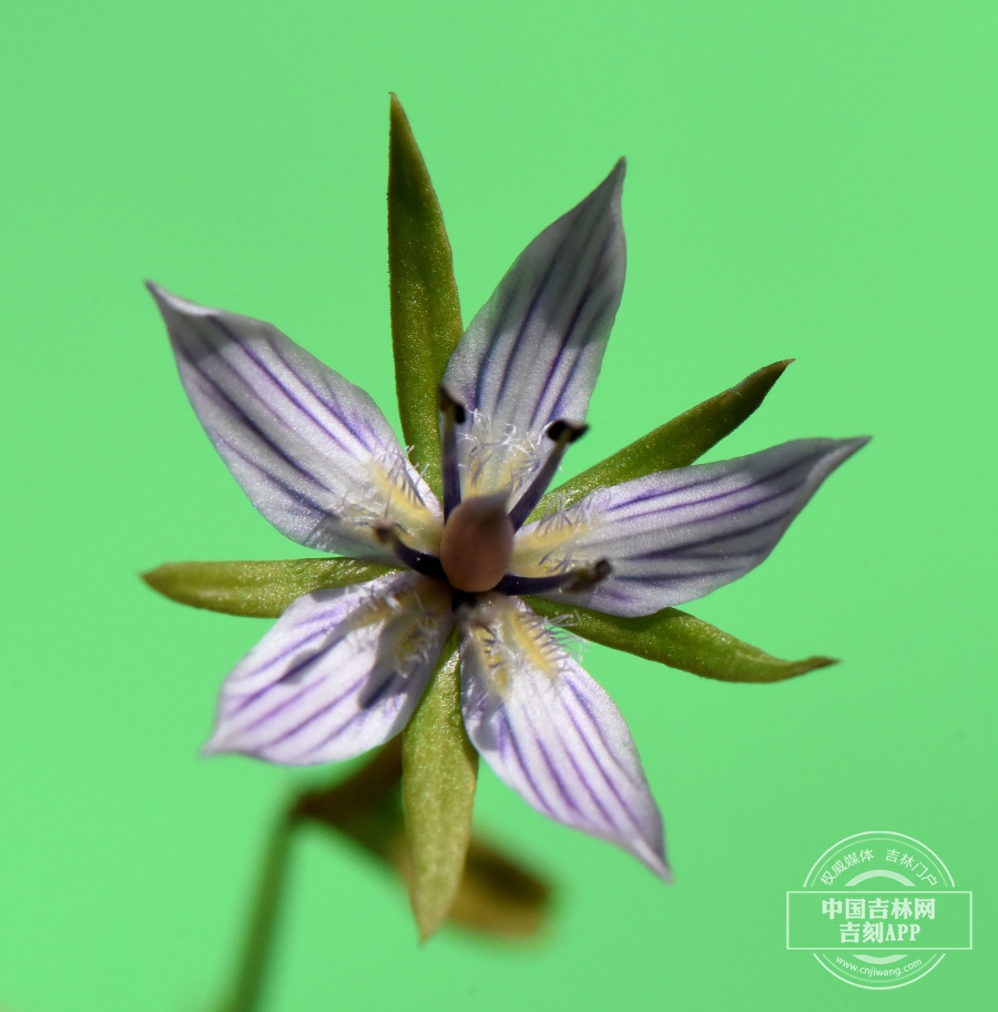 瘤毛獐牙菜花.jpg 瘤毛獐牙菜花.jpg