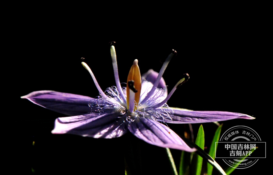 瘤毛獐牙菜花(侧).jpg 瘤毛獐牙菜花(侧).jpg