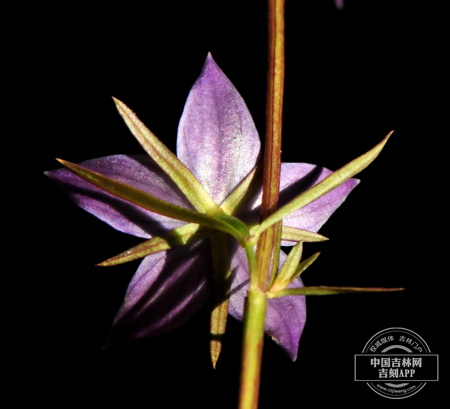 瘤毛獐牙菜花(背).jpg 瘤毛獐牙菜花(背).jpg