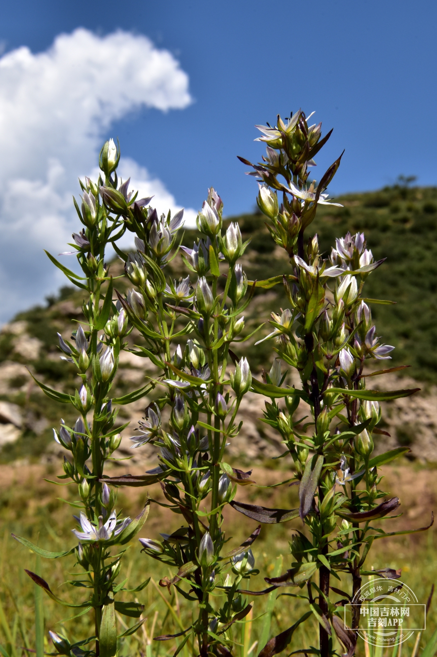 瘤毛獐牙菜植株.jpg 瘤毛獐牙菜植株.jpg